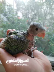  1 فراخ ببغاء درة للزق اليدوي هدية مع الفرخ سريلاك وسرنجة، اليف كوكتيل روز كاسكو كنيور عصفور كويكر فيشر