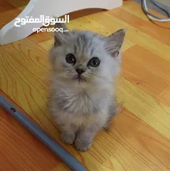  5 persian cat