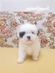  2 Puppy shihtzu mini
