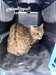  2 Bengal cat for sale or swap to scottish fold