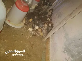  4 صوص دجاج بلدي للبيع
