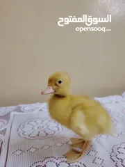  2 بطة عمرها اقل من شهر