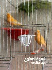  11 طيور كناري جاهزة بحالة وصحة جيدة