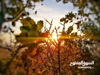  2 اطلاله خلابه1850 م زي