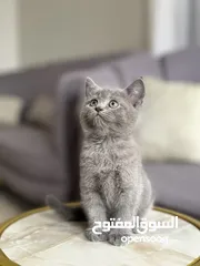  2 قطه سكوتش للبيع