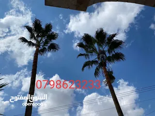  3 فني أشجار النخيل