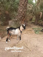  2 صخل قطري لبيع