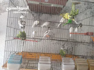 3 الله جبرهم الله يبارك للمشتري