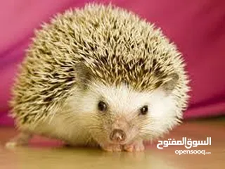  2 جوز قنفذ  وسلحفاه و قطه كتنز و بطه عدد 3 بطات  قنافذ اليفه و سلاحف بريه تربيه منزليه لقطه كوم هامستر