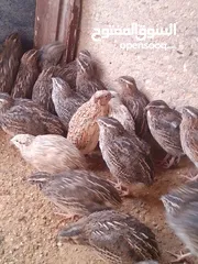  6 سمان / فري للبيع الله يبارك لصاحب النصيب