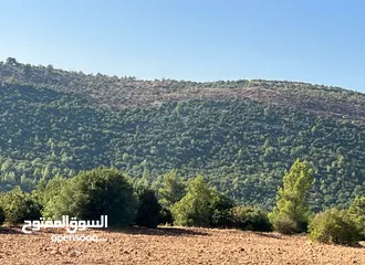  5 ارض مفروزه محاطة ب شاليهات و غابات