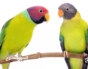  1 مطلوب انثى بألم هد