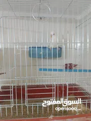  4 جوز حب ابيض البينو