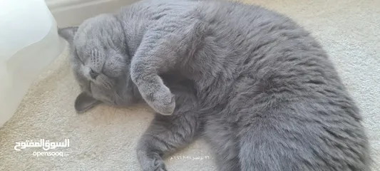  1 قط سكوتش للتبني BRITISH SHORT HAIR CAT