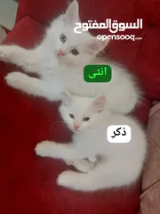  1 قطط شيرازي للبيع