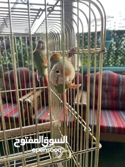  1 جوز كنيور جرين شيك عمر اكثر من سنتين