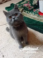  1 قطه للبيع .