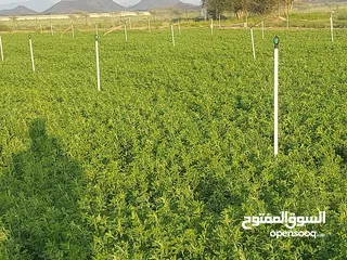  1 Farm for rent,Or sell  abundant water,  وللبيع المزرعه thank God