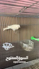  1 طيور للبيع