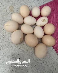  4 دجاج عرب للبيع