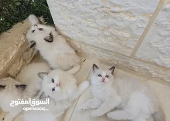  3 قطط راغدول دم صافي