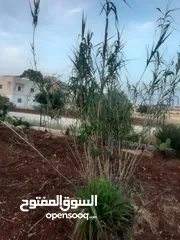  6 اشجار زينه ومثمر