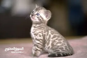  2 Looking kitten Bengal or Scottish fold