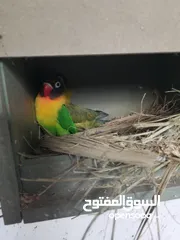  4 جوز فيشر جاهزات