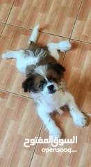  3 11 months Shih Tzu male (Fully Vaccinated) with kennel