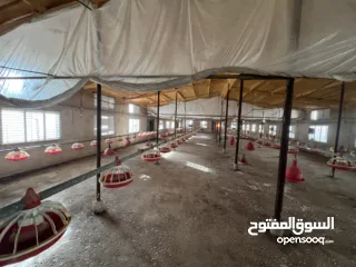  11 مشروع دواجن متكامل وجاهز للإنتاج – ليس مجرد أرض