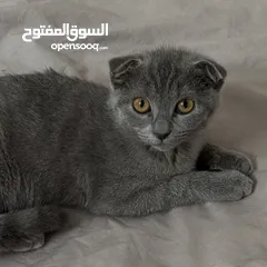  5 قط سكوتش فولد