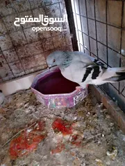  3 طواير للبيع
