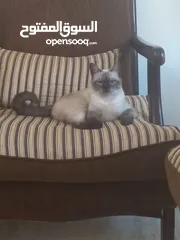  10 قطة سيامي بيور