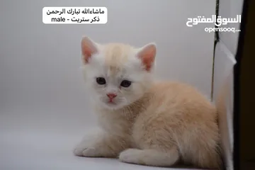  15 سكوتش كيتن فولد وستريت الوان مميزه ليلك ومشمشي وغيرها 15 كيتن