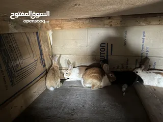  3 تشكيلة ارانب نضيفه بسعر معقول ومغري .
