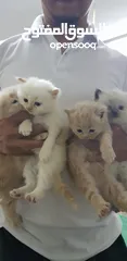  8 pure persian kitten