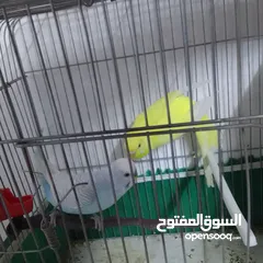  13 التواصل عبر واتس اب ببغاء كوكتيل  حجم كبير وعصافير حب مفتل و البينو وعادي عادي احجام كبيره