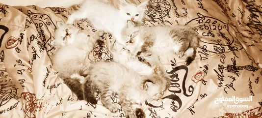  5 قطط مون فيس