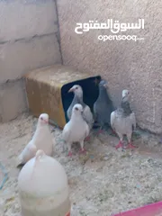  3 حمام للبيع في سعر مغريييي