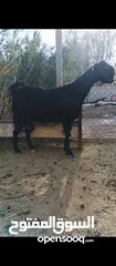  16 جدي شامي ابيض ابرص توب ثني حبتين على كل جال وثلث معزا مراح توب التوب مقنوي
