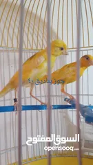  1 التفاصيل في الصور