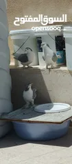  1 متاح 3جواز جوز لهوارت قراقطه وجوز يهوديات تركيب جديد وفي جواز بلجيكي زرزور عل بلجيكي