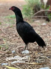  5 دجاج باكستاني