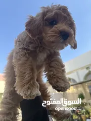  3 كلب Maltipoo مالتي بو ، العمر 3 شهور جدا جدا اليف و لعوب مع العابه و لبسه و اكله