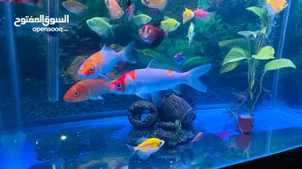  1 3 Koi Carp and 1 Sucker Fish for sale. 5 Kd Abbasiya