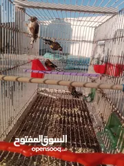  26 حساسين وكنارات نخب اول مقنوة صحة ونضافة