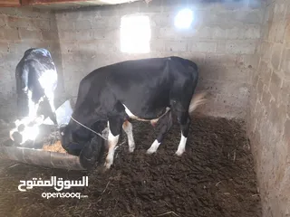  2 عجل صلاله مطعوم من يوم صغير فل سمنه