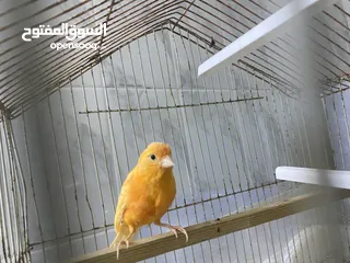  1 كنار احمر للبيع صحه ونضافة مع القفص كامل للبيع لعدم التفريغ