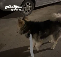  3 كلب هاسكي ( مالموت )