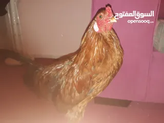  3 ديك بلدي للبيع